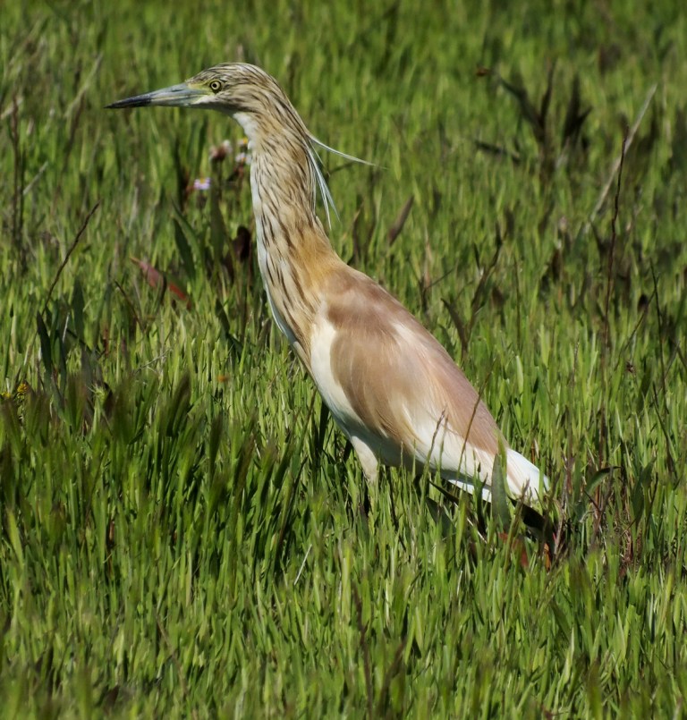 Sgarza ciuffetto